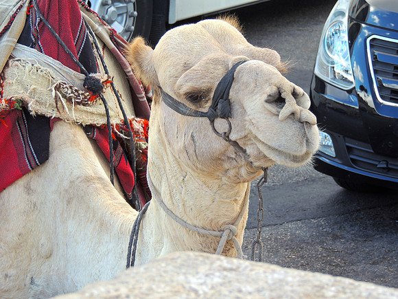 It wasn't even Wednesday on the Mount of Olives