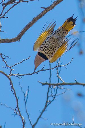 Flicker Diving
