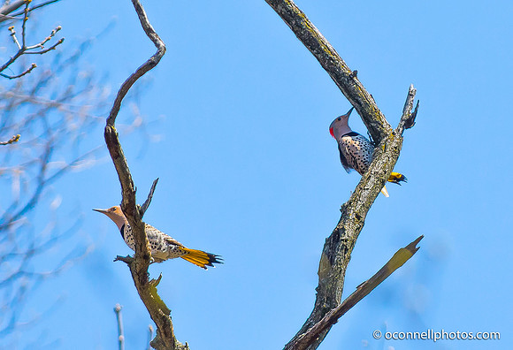 Flickers 1