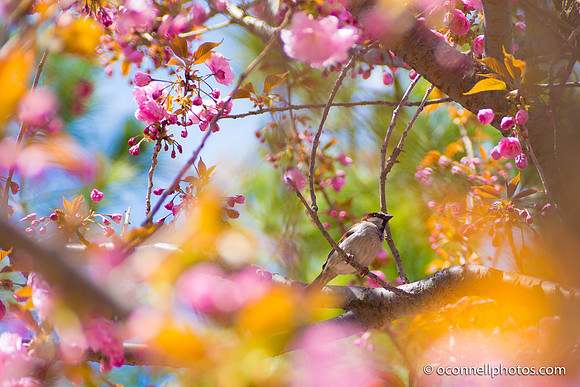 Clark Botanic Garden April 2017-50