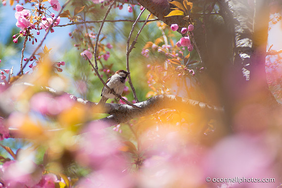 Clark Botanic Garden April 2017-58