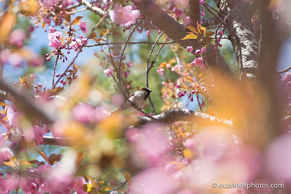 Clark Botanic Garden April 2017-60