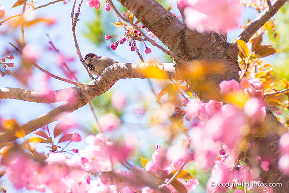 Clark Botanic Garden April 2017-65