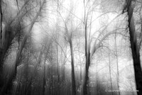 750_6181