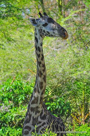Giraffe 2
