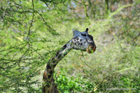 Giraffe 3
