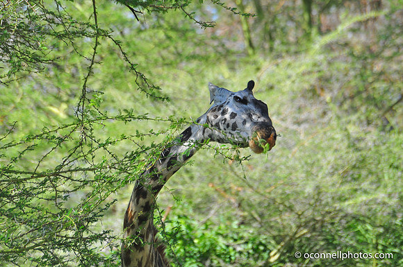 Giraffe 3