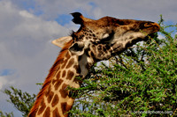 Giraffe 5
