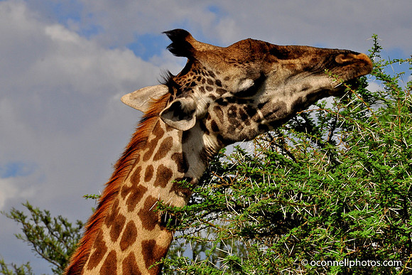 Giraffe 5