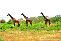 Giraffe 1