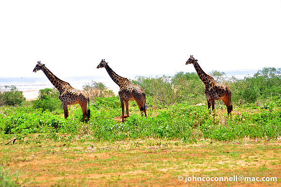 Giraffe 1