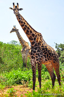 Giraffe 4