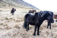 Iceland-234