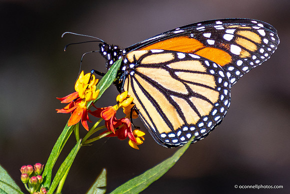 FLA_nature_20-2
