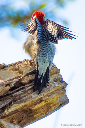 FLA_nature_20-21