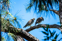 FLA_nature_20-15