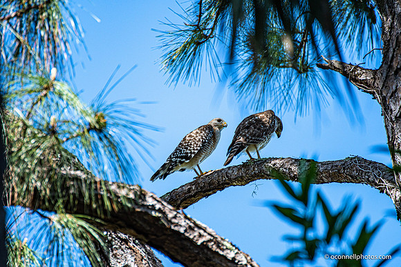 FLA_nature_20-15