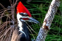 Florida Nature 2020