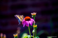 750_8505