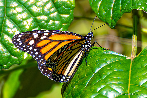 FLA_nature_20-10