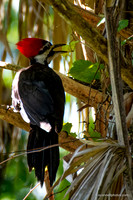 FLA_nature_20-7
