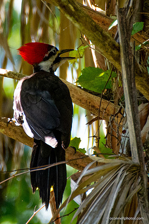 FLA_nature_20-7