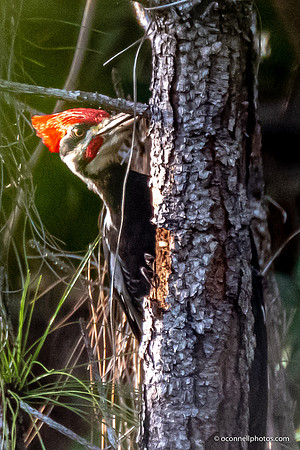 FLA_nature_20-32