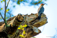 FLA_nature_20-19