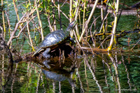 FLA_nature_20-9