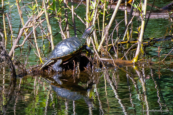 FLA_nature_20-9