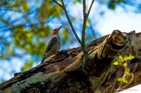 FLA_nature_20-18