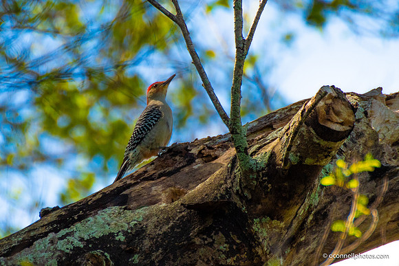 FLA_nature_20-18