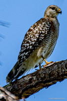FLA_nature_20-14