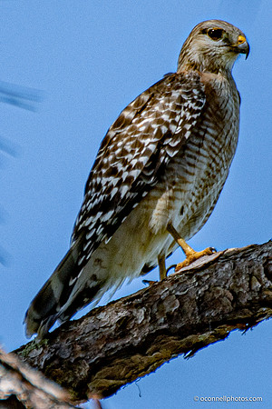 FLA_nature_20-14