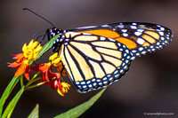 FLA_nature_20-1