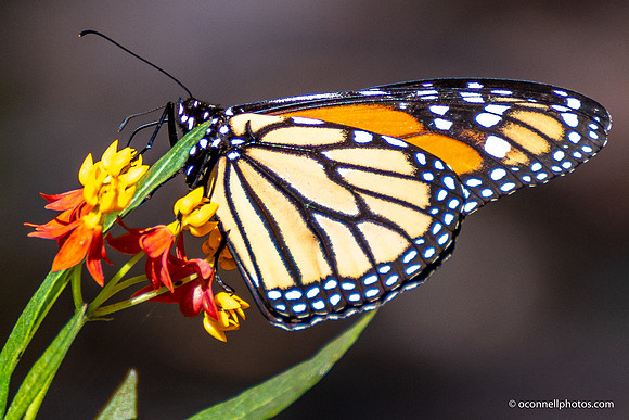 FLA_nature_20-1