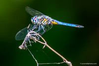 FLA_nature_20-3