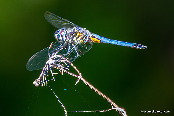 FLA_nature_20-3