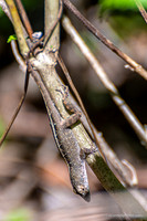 FLA_nature_20-11