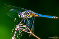 FLA_nature_20-4