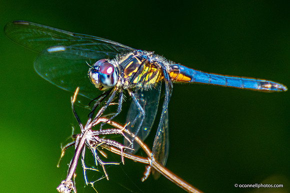FLA_nature_20-4