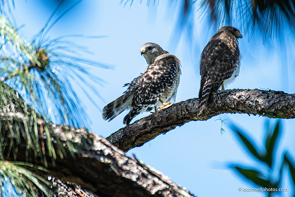 FLA_nature_20-12