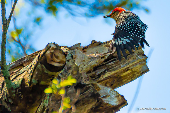 FLA_nature_20-20