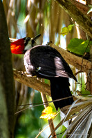 FLA_nature_20-5
