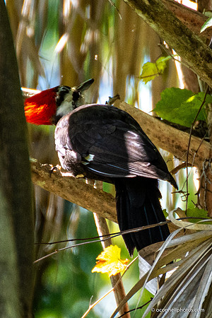 FLA_nature_20-5