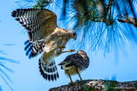 FLA_nature_20-16