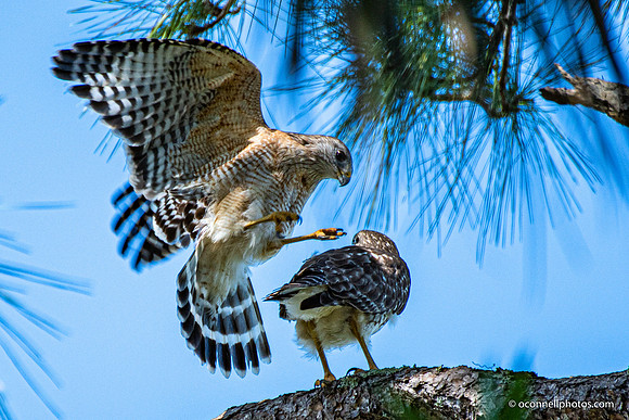 FLA_nature_20-16