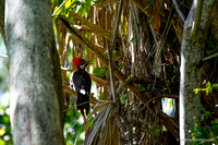 FLA_nature_20-8