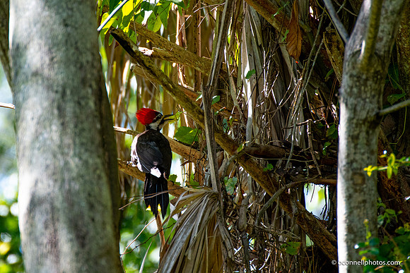 FLA_nature_20-8