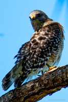 FLA_nature_20-13